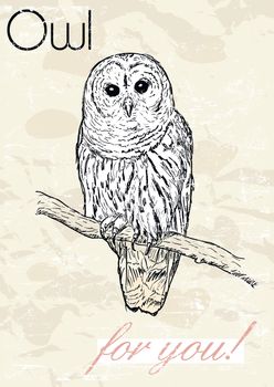 Poster with owl. Vintage style. Vector illustration EPS8