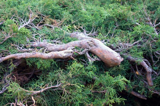 Juniperus communis - evergreen juniper tree, green branch