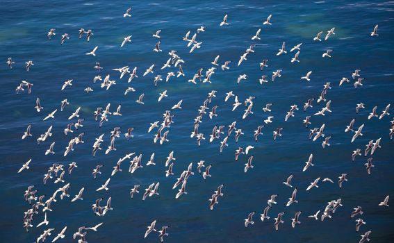 flock of European Herring Gulls, Larus argentatus