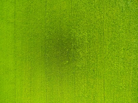 aerial view of rice, fields agricultural landscape of Asia thail