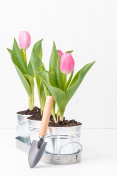 Potted Tulips and Spade