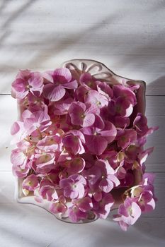 Hydrangeas for the ornament of the table 