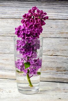 may lilacs in vase