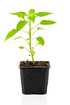 pepperoni seedlings in a pot, on white background
