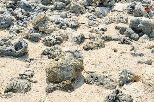 Scrap coral on beach