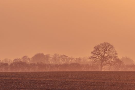 Misty sunrise with trees on a field