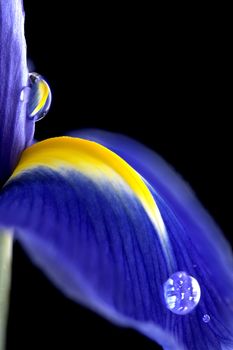 Iris Macro Dew Drops