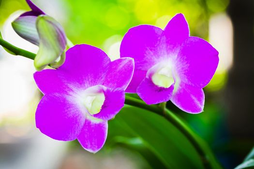 Bright purple flowers