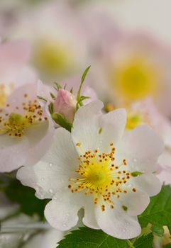 Flowers dog-rose (Rosa canina)
