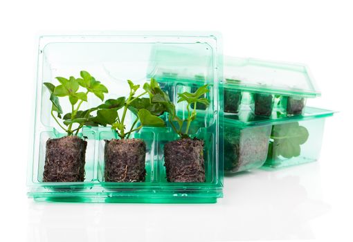 Plants, seedlings for transportation in plastic box, on white ba