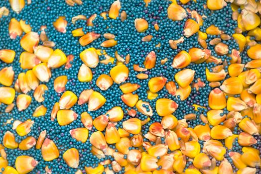Oilseed rape and corn maize seed as background