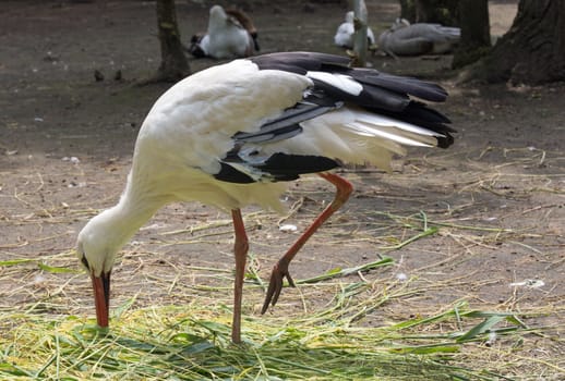 A white stork (ciconia ciconia), close up