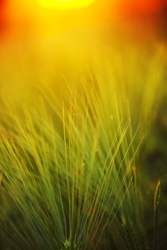 Abstract composition of barley field in sunset