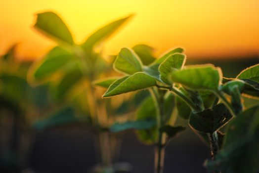 Soybean plants in sunset