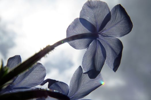 Blue Flower in the Sun