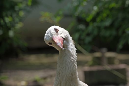 A white stork (ciconia ciconia), close up