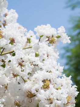 White Lagerstroemia indica flower