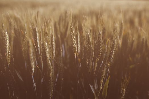 Retro toned ripe wheat field