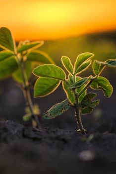Soybean plants in sunset