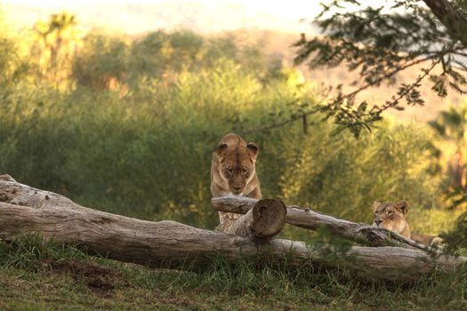 lioness, Panthera leo