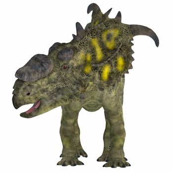 Pachyrhinosaurus Dinosaur on White