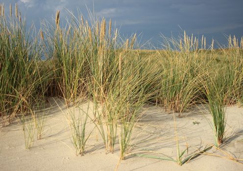 Wild leymus plant on sand dune prevents sand flight