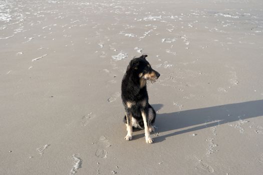 Dog on a North Sea Beach