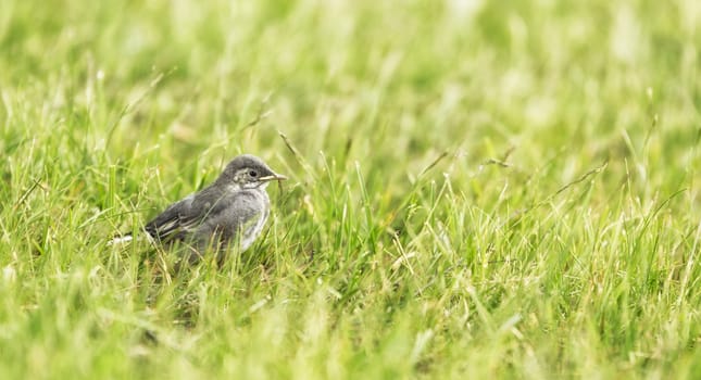 White wagtail Chick in grass.