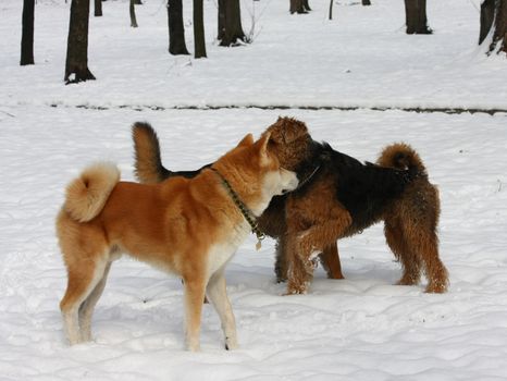 Dogs enjoy playing on the snow in public park