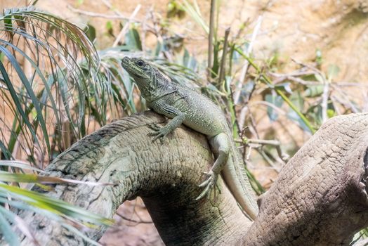 Common green iguana resting on a tree trunk in tropical environm