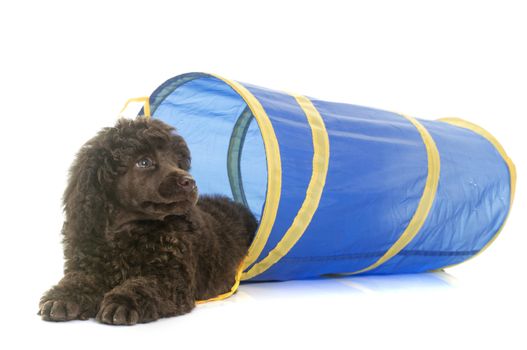 puppy brown poodle in agility