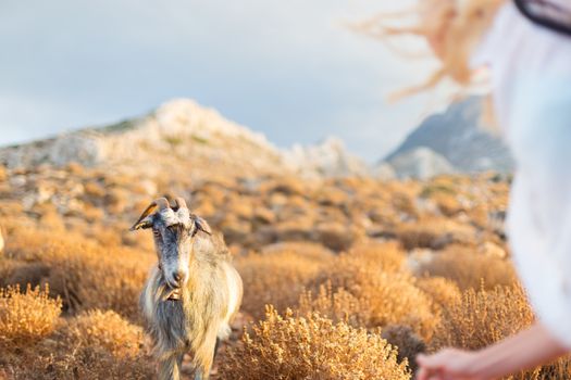 Woman and domestic goat in mountains.