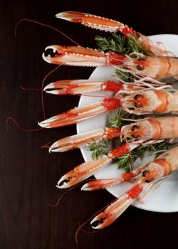 Arrangement of Four Delicious Raw Langoustines with Rosemary on White Plate closeup on Dark Wooden background. Top View