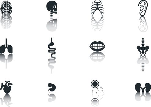 Simple Set of Organs Related Vector Icons