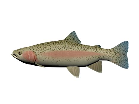 steelhead fish pink and blue it isolated in white background