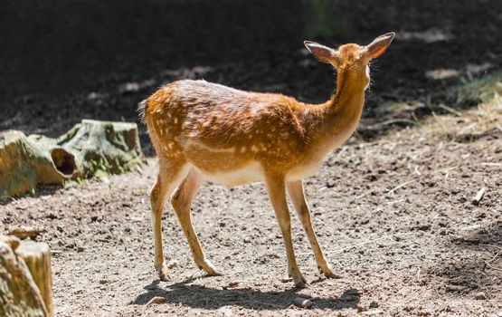 young roe deer standing 