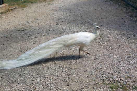 Beautiful White Peacock Walking in The Park