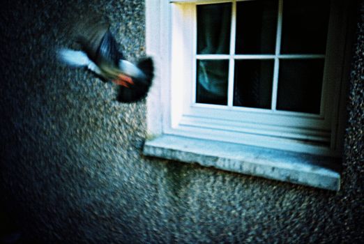 Pigeon flying away from a window ledge