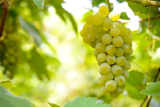 Close-up Image of Ripe Bunche of White Grapes on Vine