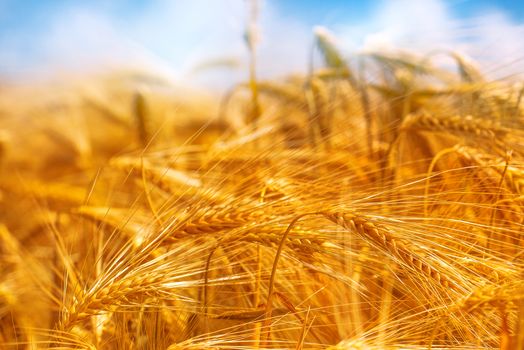 Golden barley field, selective focus