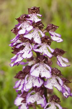 Orchis purpurea, the lady orchid