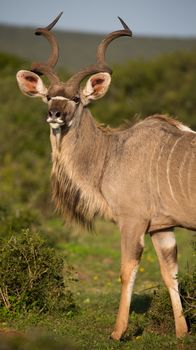 Male Kudu Antelope with Long Horns