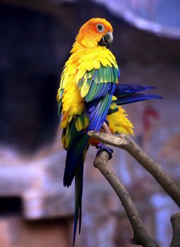 Sun Parakeet bird on tree branch