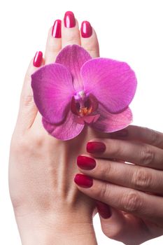 Manicured nails caress dark pink flower pedals