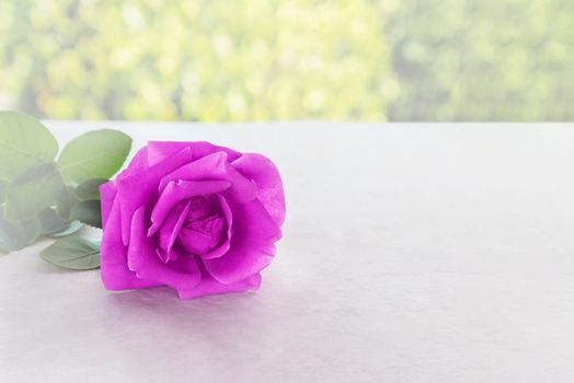 Single violet purple rose in soft mood on classic table