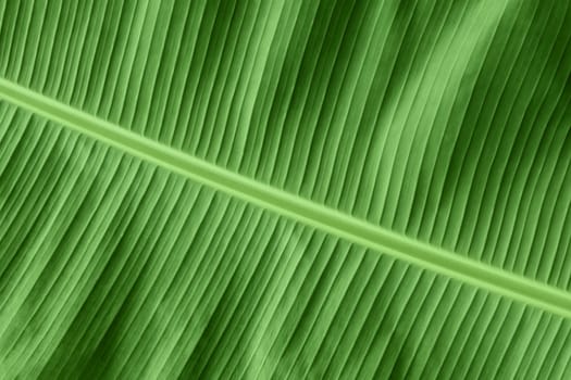 Banana leaf, fresh natural green background 