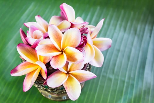 Beautiful flower plumeria or frangipani on fresh banana green le