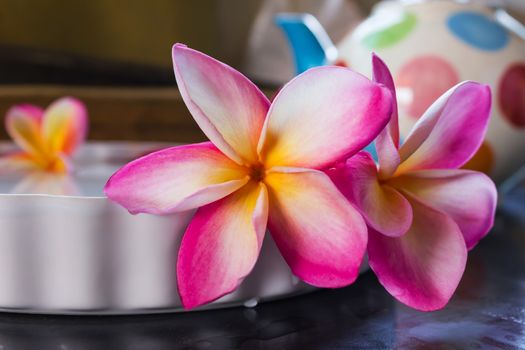 Beautiful pink flower plumeria or frangipani 