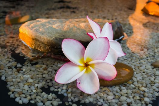 plumeria or frangipani on water and pebble rock