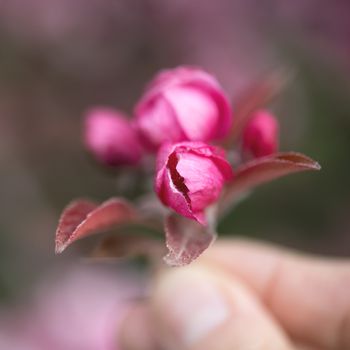 Hand holding pink cherry blossom flower background